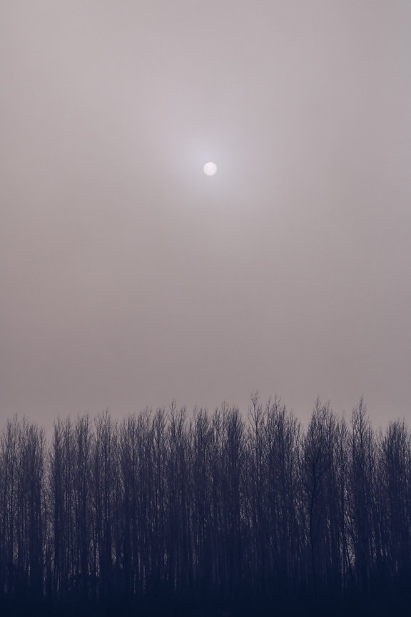 sun, sunspot, fog, forest, grey, tree, trees, landscape, atmosphere, nature