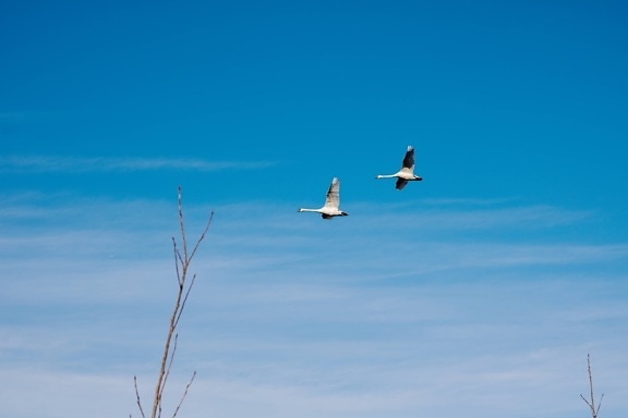 flying, swan, flyover, blue sky, wing, flight, bird, air, nature, outdoors