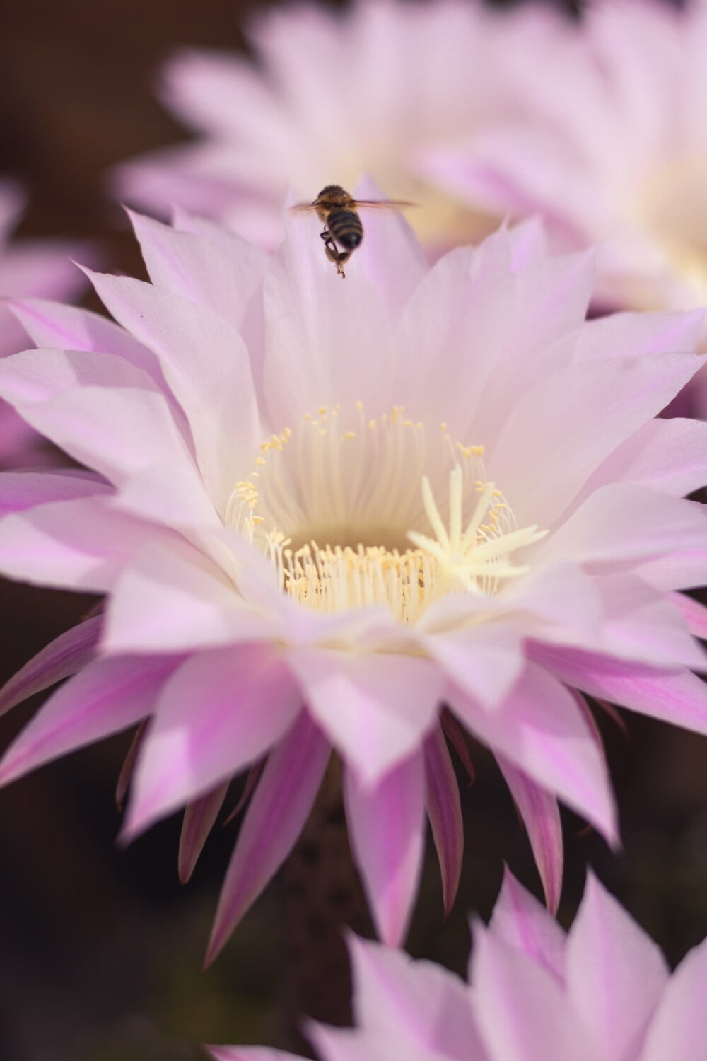 insect, honeybee, cactus, flower, pink, close-up, pollen, pistil, plant, flora