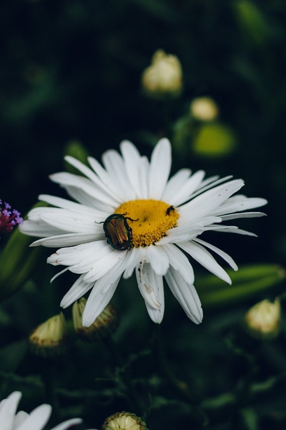 beetle, insect, green, white flower, daisy, close-up, blossom, flower, spring, plant