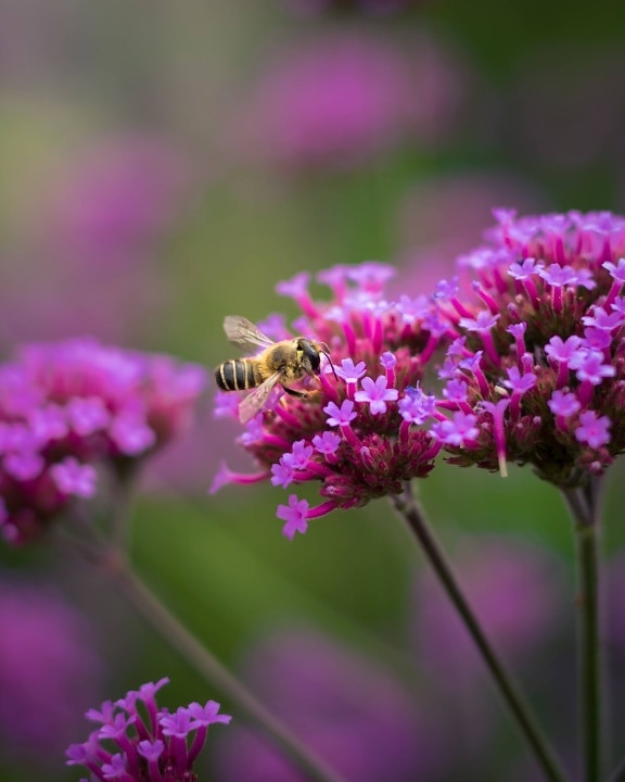 pollinating, honeybee, wildflower, pinkish, blossom, flower, nature, flora, garden, herb