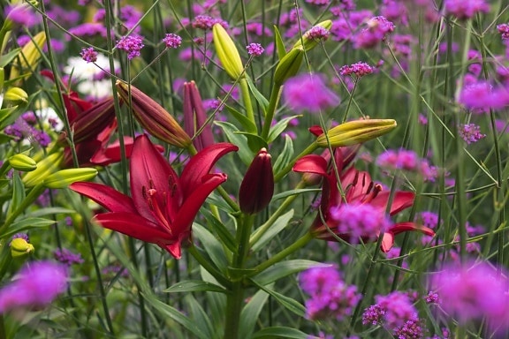 red, petals, wildflower, lily, grass, flowers, flower, flora, bright, summer