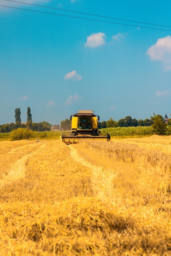 machine, Harvester, landbouw, combineren, tarwe, zomerseizoen, gewassen, landbouwgrond, platteland, boerderij