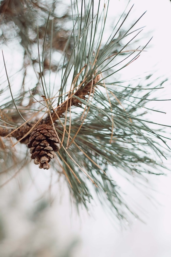 branches, conifer, pine, nature, plant, tree, branch, evergreen, outdoors, wood