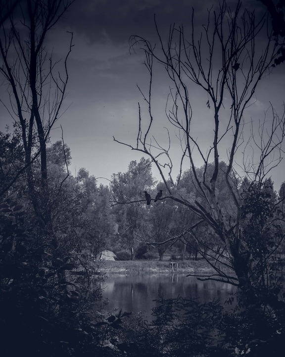 black and white, swamp, tree, tree house, birds, nature, trees, dawn, wetland, forest
