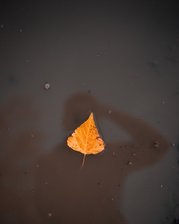 dry, leaf, floating, silhouette, water, shadow, nature, reflection, landscape, yellow