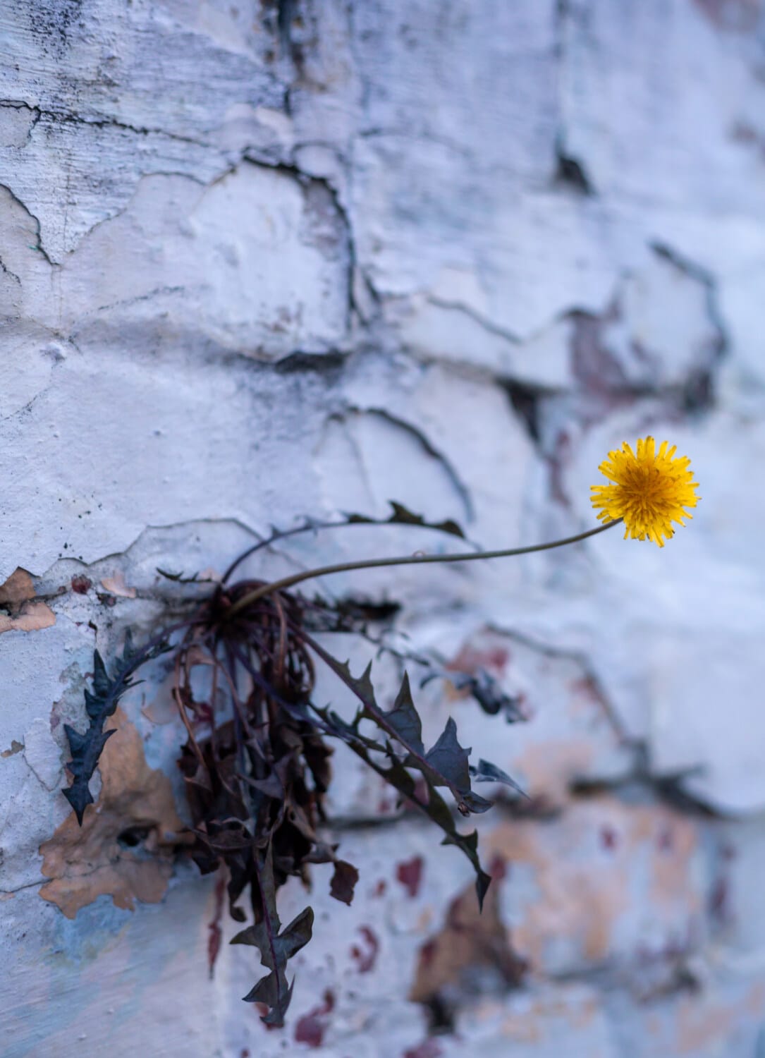 yellowish, dandelion, flowers, survival, wall, tree, nature, plant, flora, leaf