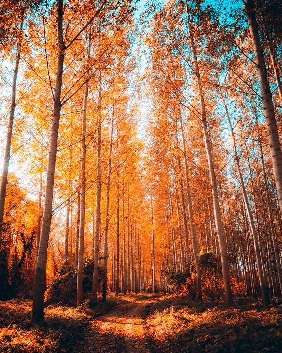 lasu, leśna ścieżka, jesień, drzewa, liść, drewno, drzewo, świt, brzoza, krajobraz