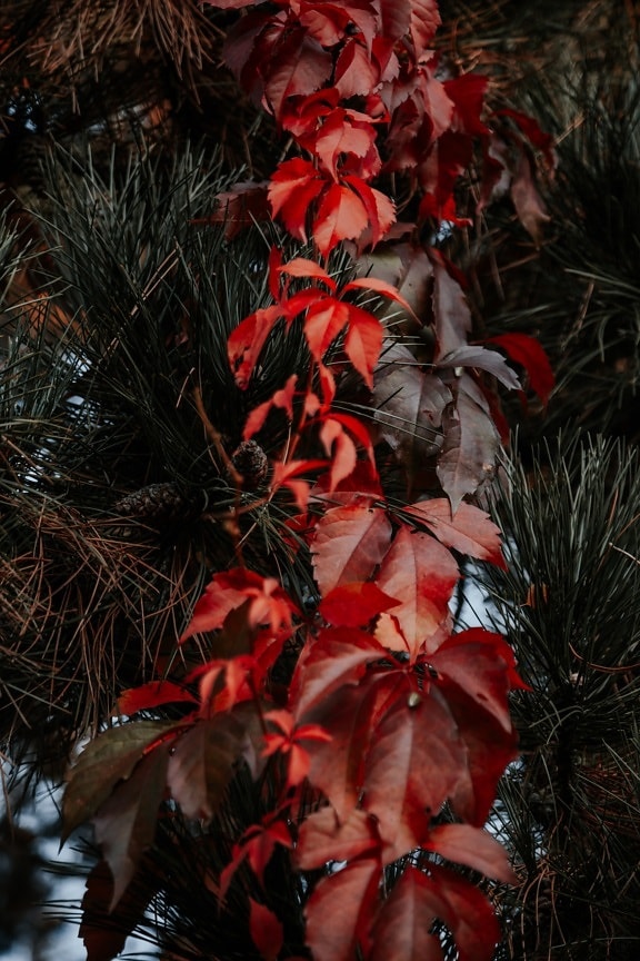 branches, conifers, leaves, red, herb, tree, leaf, shrub, plant, color