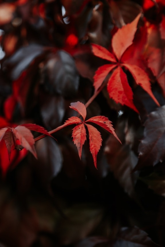 branches, reddish, shrub, leaves, leaf, plant, nature, outdoors, blur, dark