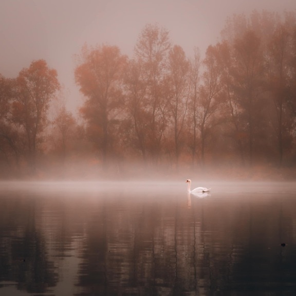 мъгливо, езеро, лебед, есенния сезон, плуване, зората, дърво, мъгла, мъгла, вода