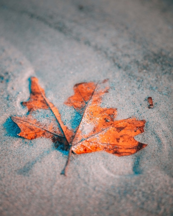 dry season, sand, maple, leaf, close-up, leaves, autumn, texture, abstract, color