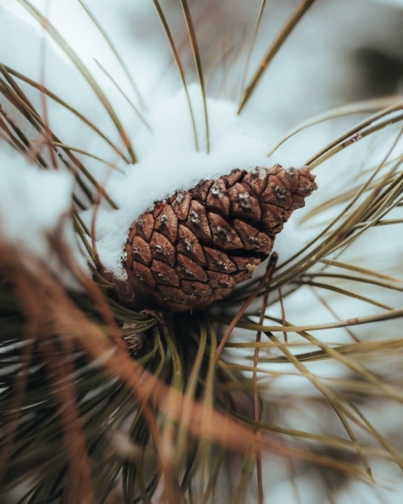 branches, conifer, snowflakes, snow, close-up, winter, nature, pine, tree, seed