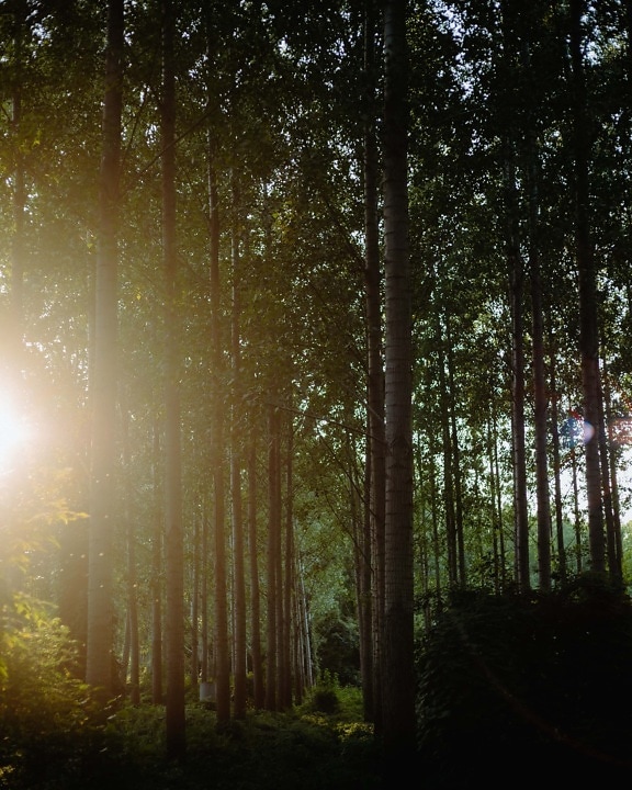 Sunrays, Sunny, rừng, đèn nền, mặt trời, cảnh quan, cây, gỗ, chiếu sáng, thời tiết công bằng