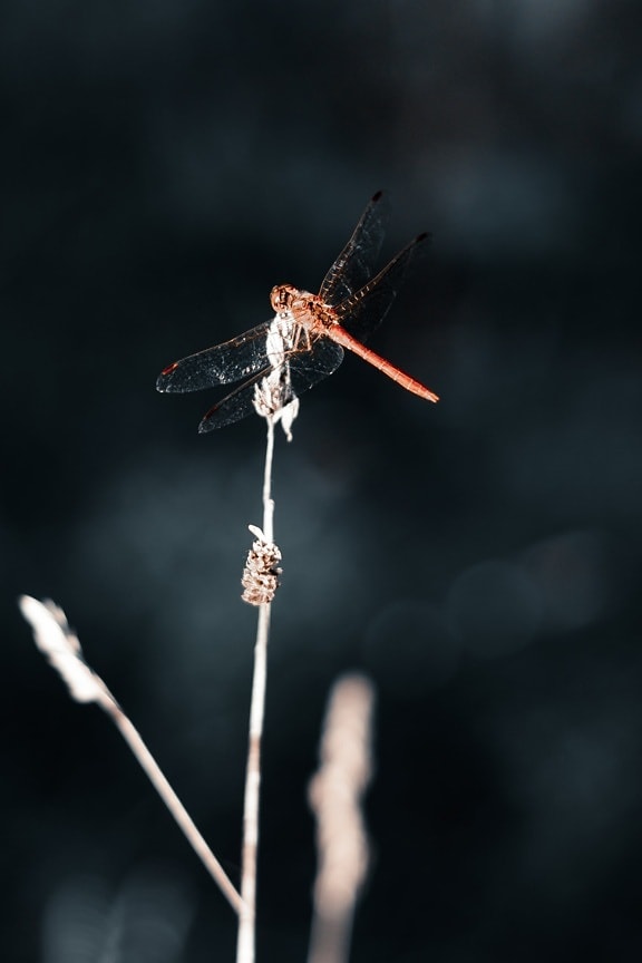 dragonfly, wings, red, close-up, lacewing, insect, arthropod, nature, outdoors, wildlife