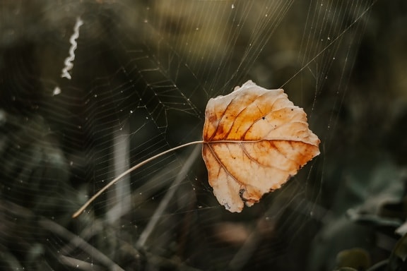 dry, spiderweb, leaf, trap, spider web, dew, cobweb, arachnid, color, web