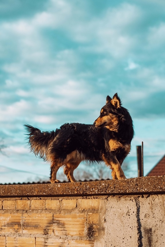 scottish sheepdog, shepherd dog, standing, wall, dog, animal, portrait, cute, outdoors, nature
