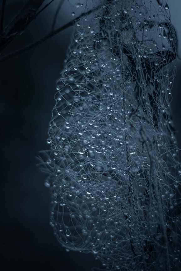 dew, network, raindrop, wet, droplet, cold, rain, liquid, splash, liquidity
