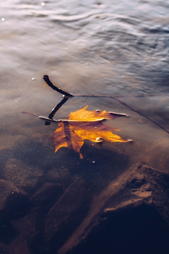 dry, leaf, water, floating, autumn season, lake, reflection, river, nature, landscape