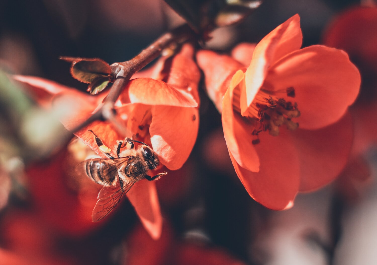 bee, honeybee, flowers, branch, red, close-up, wings, lacewing, flower, plant