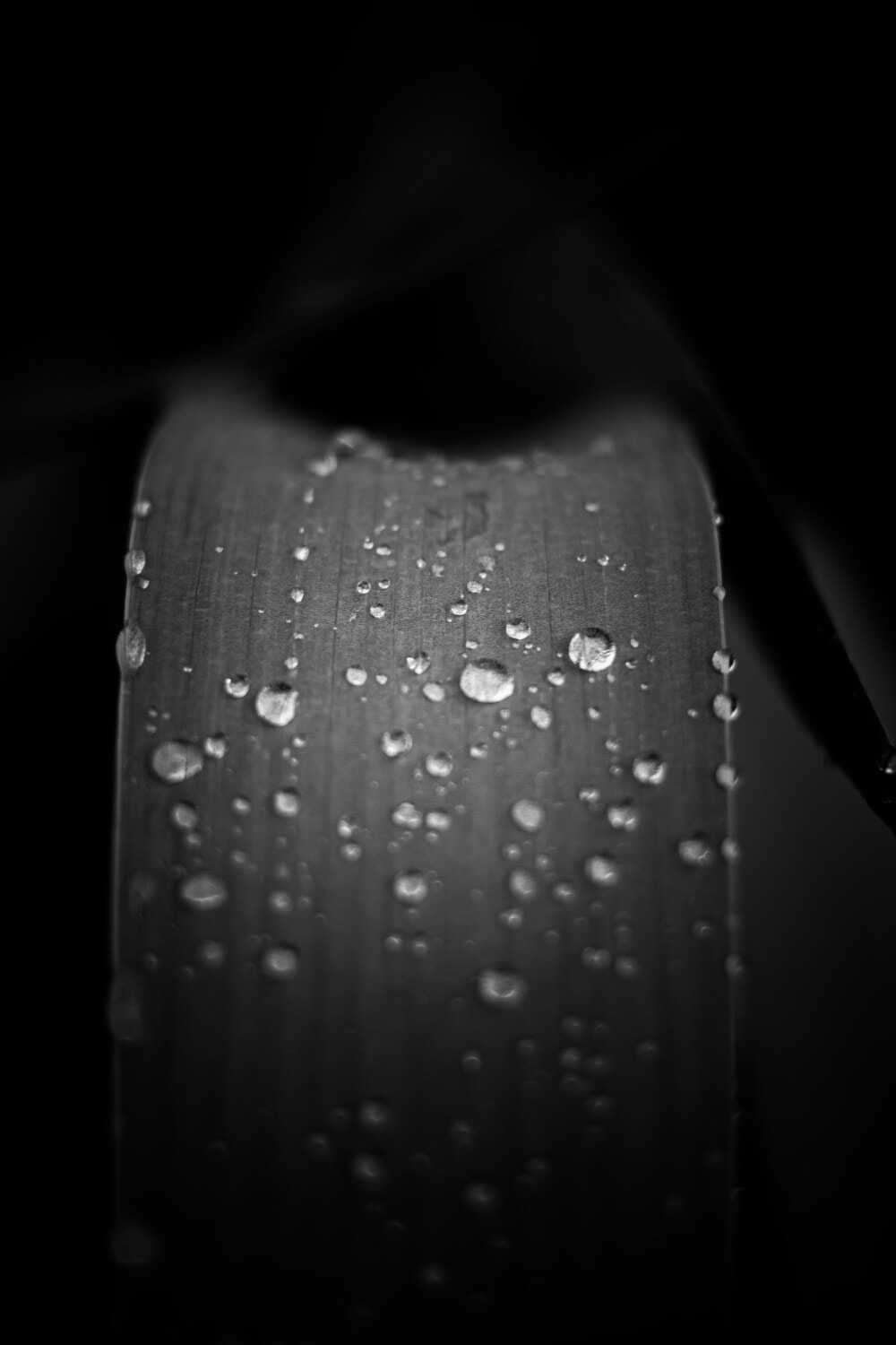 Regentropfen, Feuchtigkeit, Tau, Blatt, schwarz und weiß, Wassertropfen, Kraut, aus nächster Nähe, abstrakt, Monochrom
