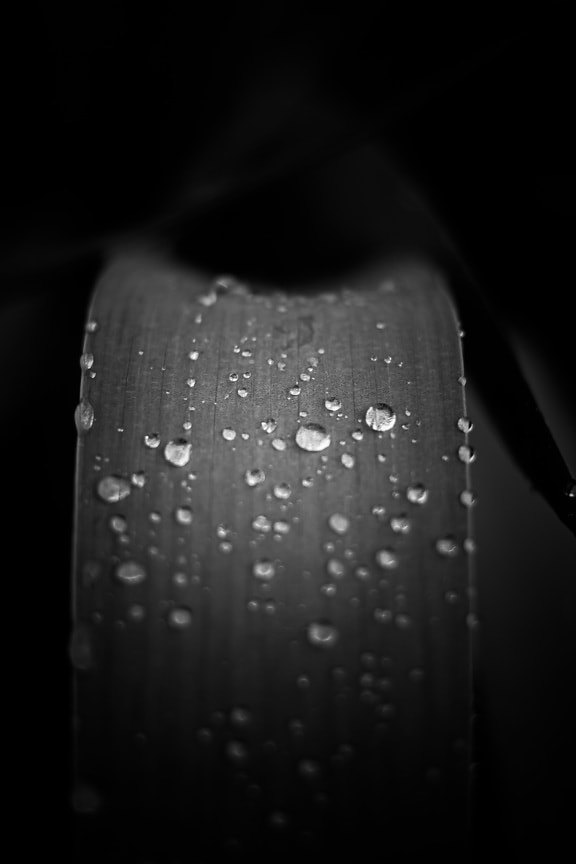 raindrop, moisture, dew, leaf, black and white, waterdrops, herb, close-up, abstract, monochrome