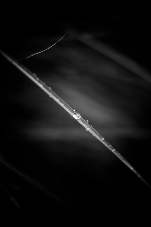 close-up, leaf, raindrop, dew, black and white, macro, monochrome, art, dark, line
