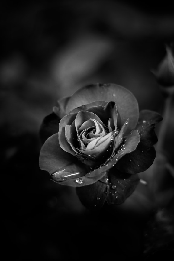 gota de chuva, gotas de água, jardim de flor, preto e branco, umidade, molhado, flor, natureza, preto e branco, rosa