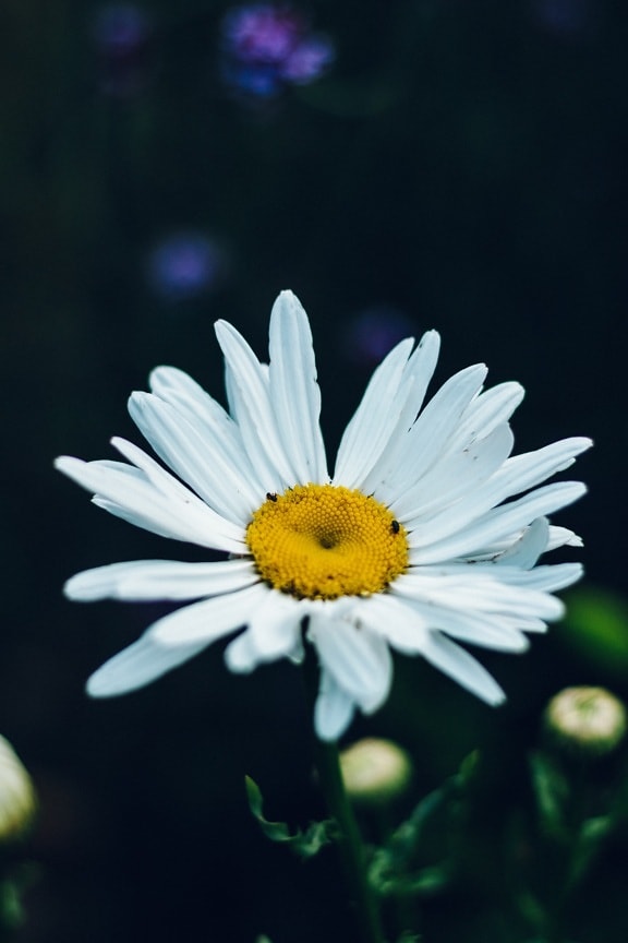 biely kvet, zväčšenie, peľ, biela, lístkov, jarný čas, rastlín, letné, kvet, kvet