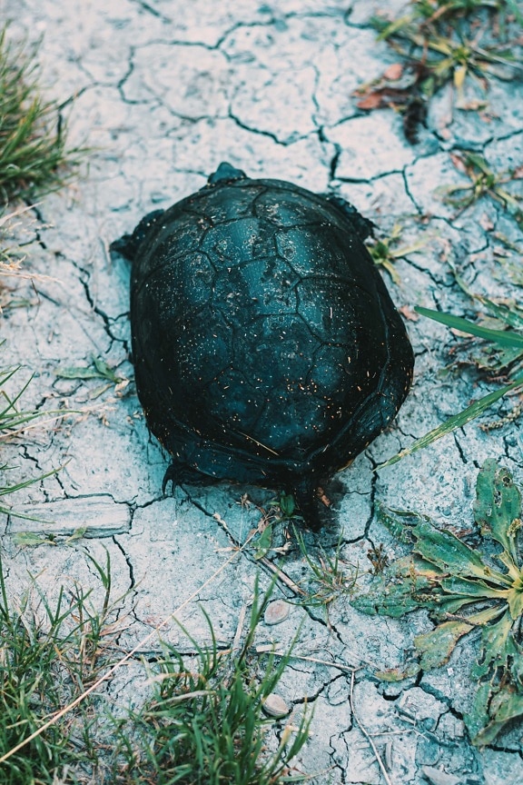 reptile, turtle, nature, leaf, outdoors, soil, grass, environment, ground, pattern