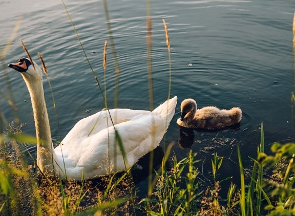 offspring, young, swan, lake, bird, water, nature, river, reflection, pool