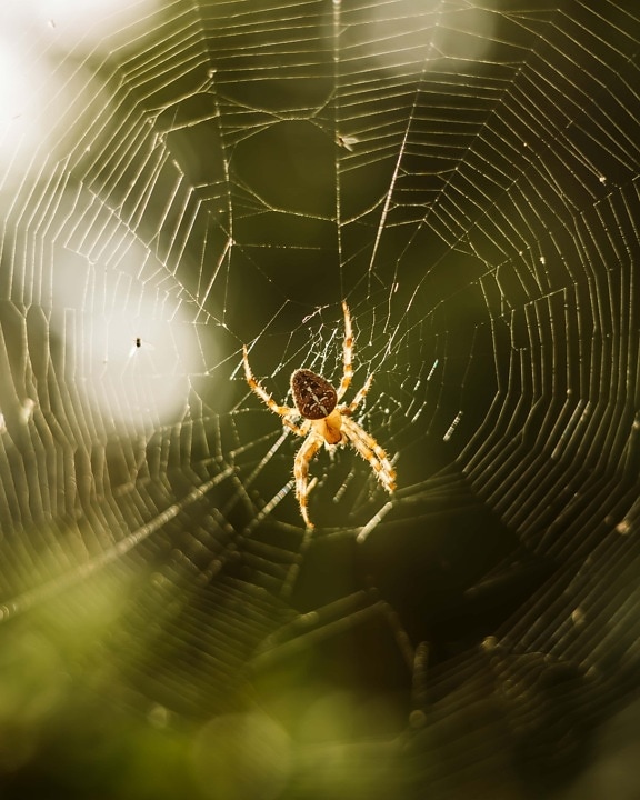 Spinnennetz, Spinne, Falle, hinterleuchtet, Spinnennetz, Arachnid, Spinnennetz, Gefahr, Netz, Insekt