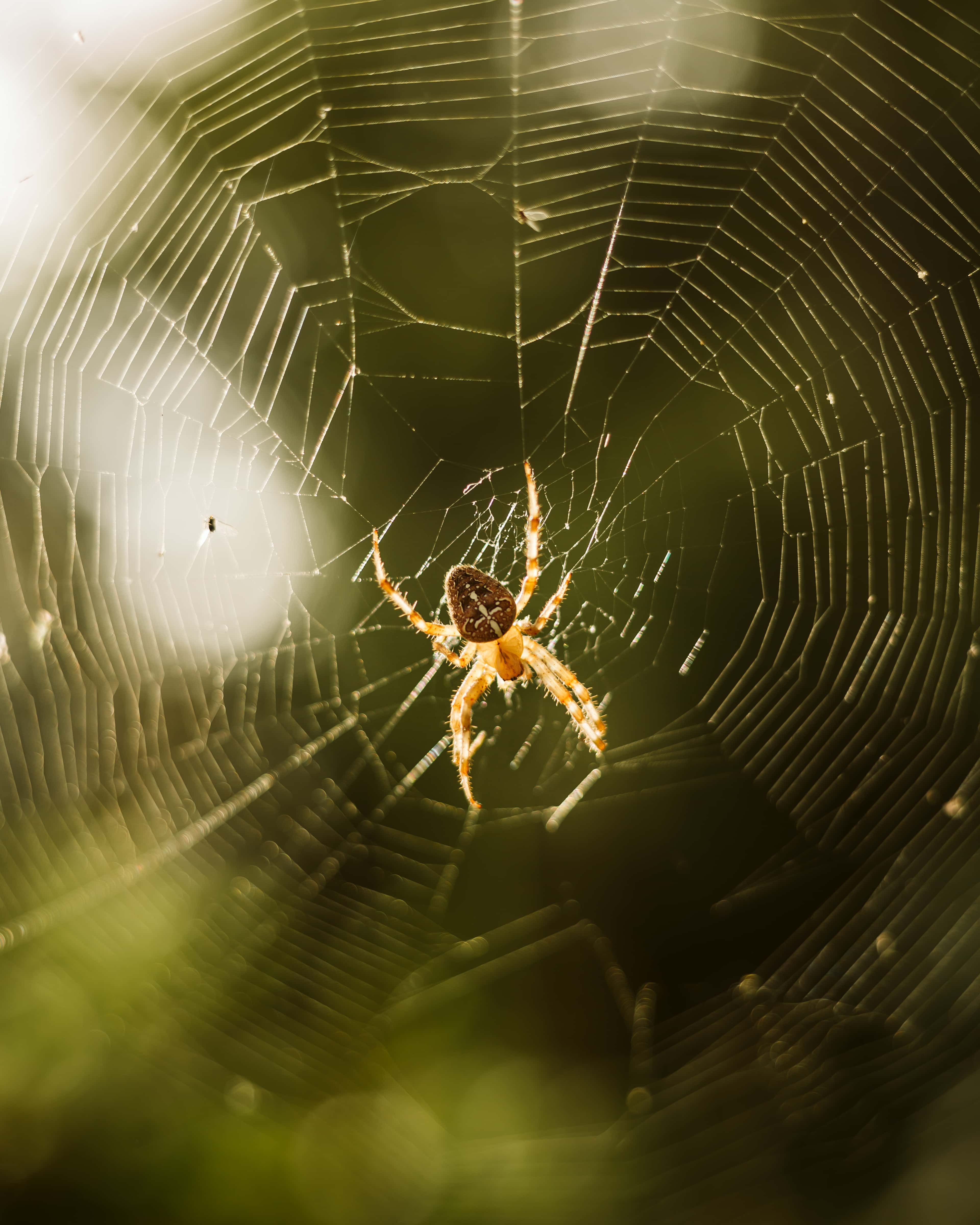 免费照片 蜘蛛网 蜘蛛 陷阱 背光 蛛网 蜘蛛 蜘蛛网 危险 Web 昆虫