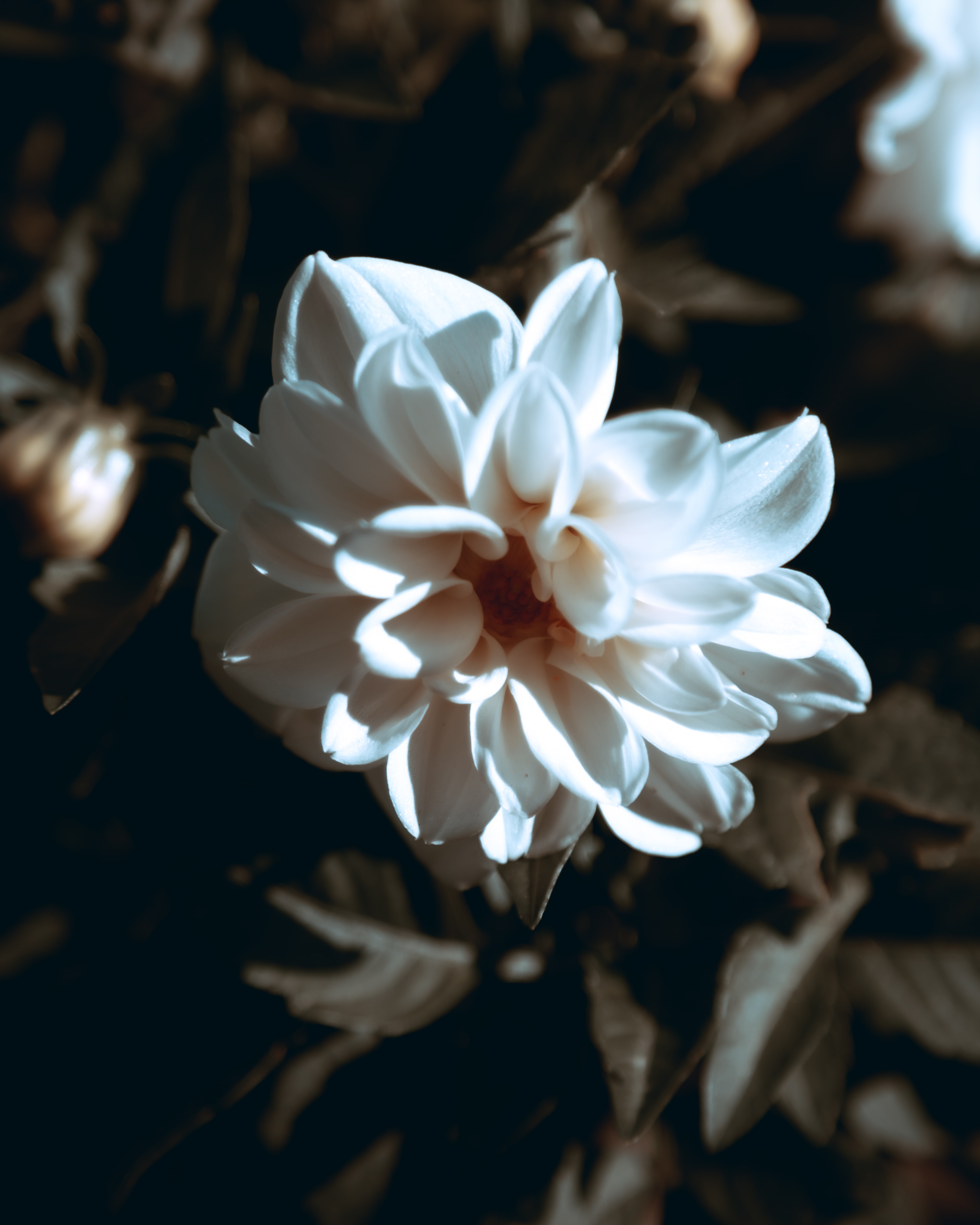 Image libre: fleur blanche, pétales, détails, fermer, belles fleurs, pétale,  fleur, nature, fleur, plante