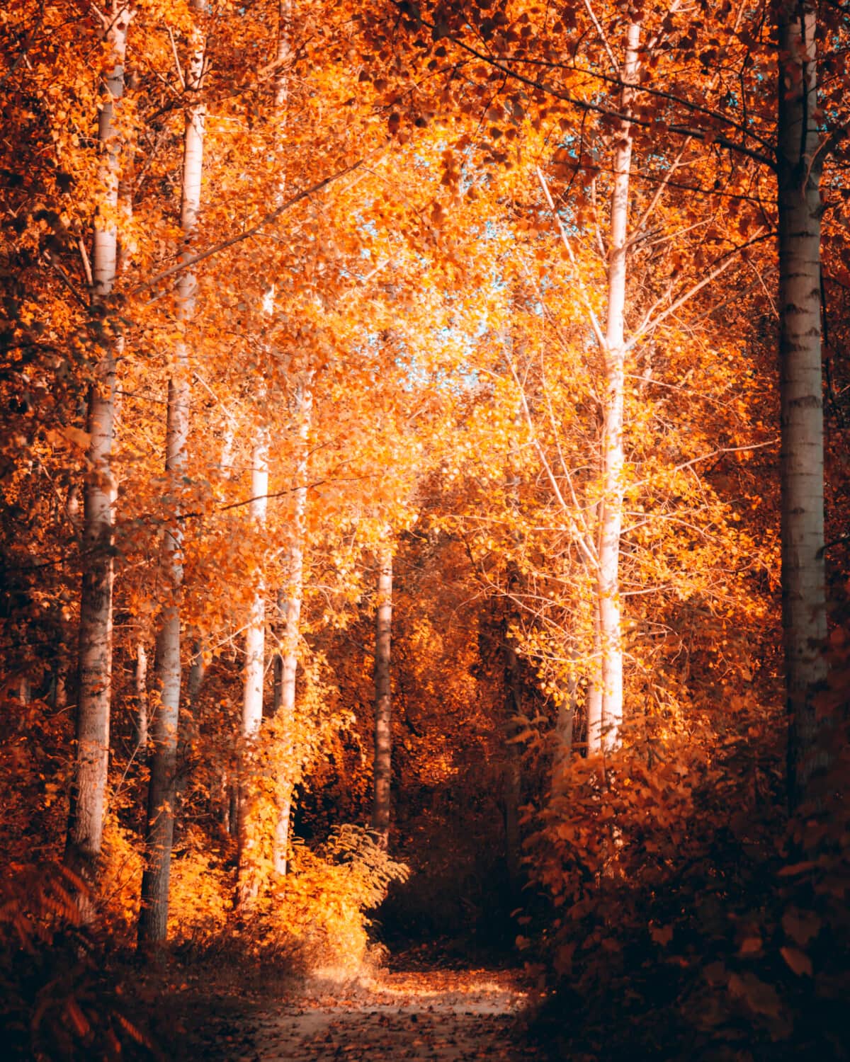 pioppo, autunno, foresta, strada forestale, sentiero nel bosco, bel tempo, soleggiato, albero, alberi, legno
