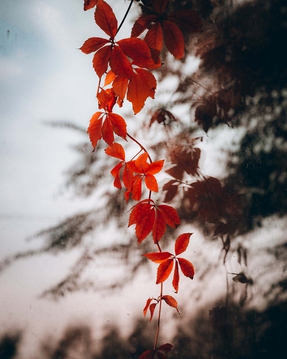 hojas, rojo, rama, otoño, agua, reflexión, naturaleza, árbol, hoja, flora
