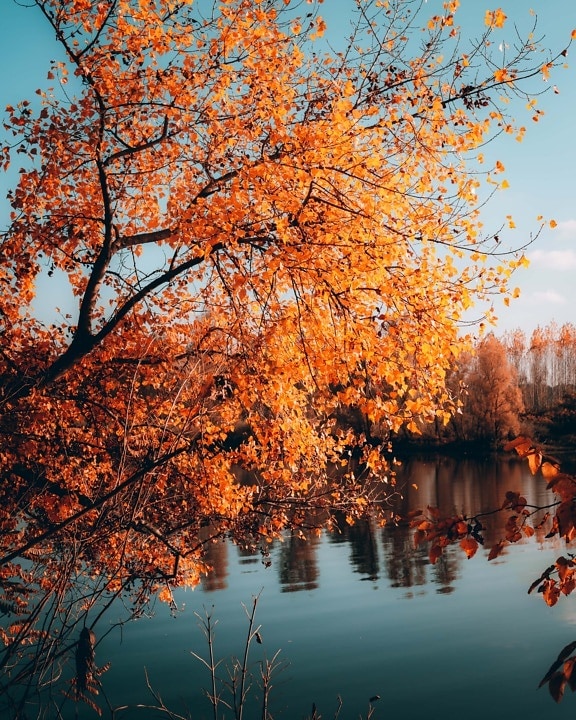 橙黄色, 树, 秋天, 湖, 海岸, 叶, 相思, 森林, 公园, 树