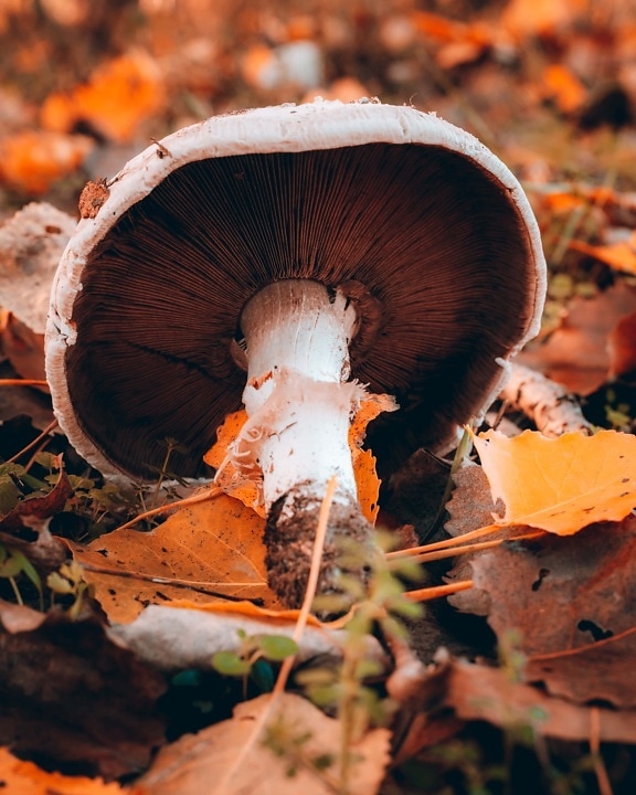 toxin, toxic, mushroom, spore, ground, autumn, leaves, underneath, fungus, poison