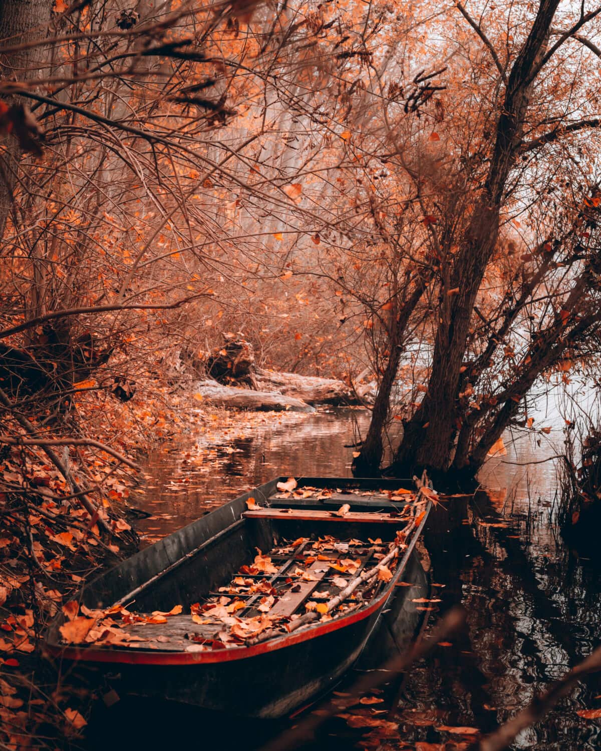 herfst, boot, verlaten, oever van de rivier, boom, bomen, bos, rivier, water, natuur