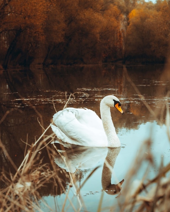 bird, swan, autumn, pretty, wading bird, aquatic bird, beak, nature, water, lake