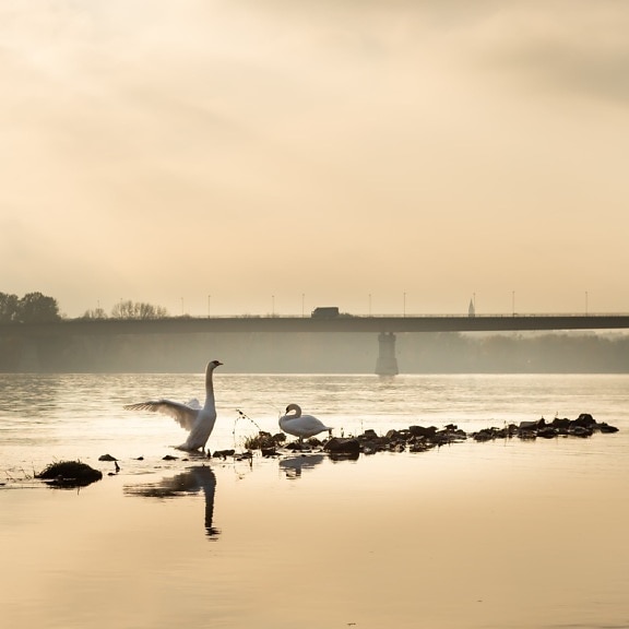 wings, swan, foggy, mist, river, morning, shoreline, dawn, seaside, water