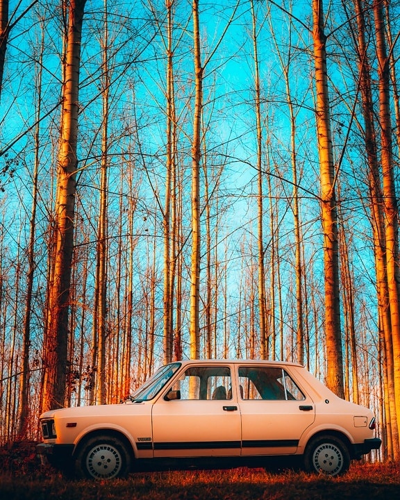 coche, Serbia, nostalgia, antigua, antiguo, sedán, árboles, bosque, madera, árbol