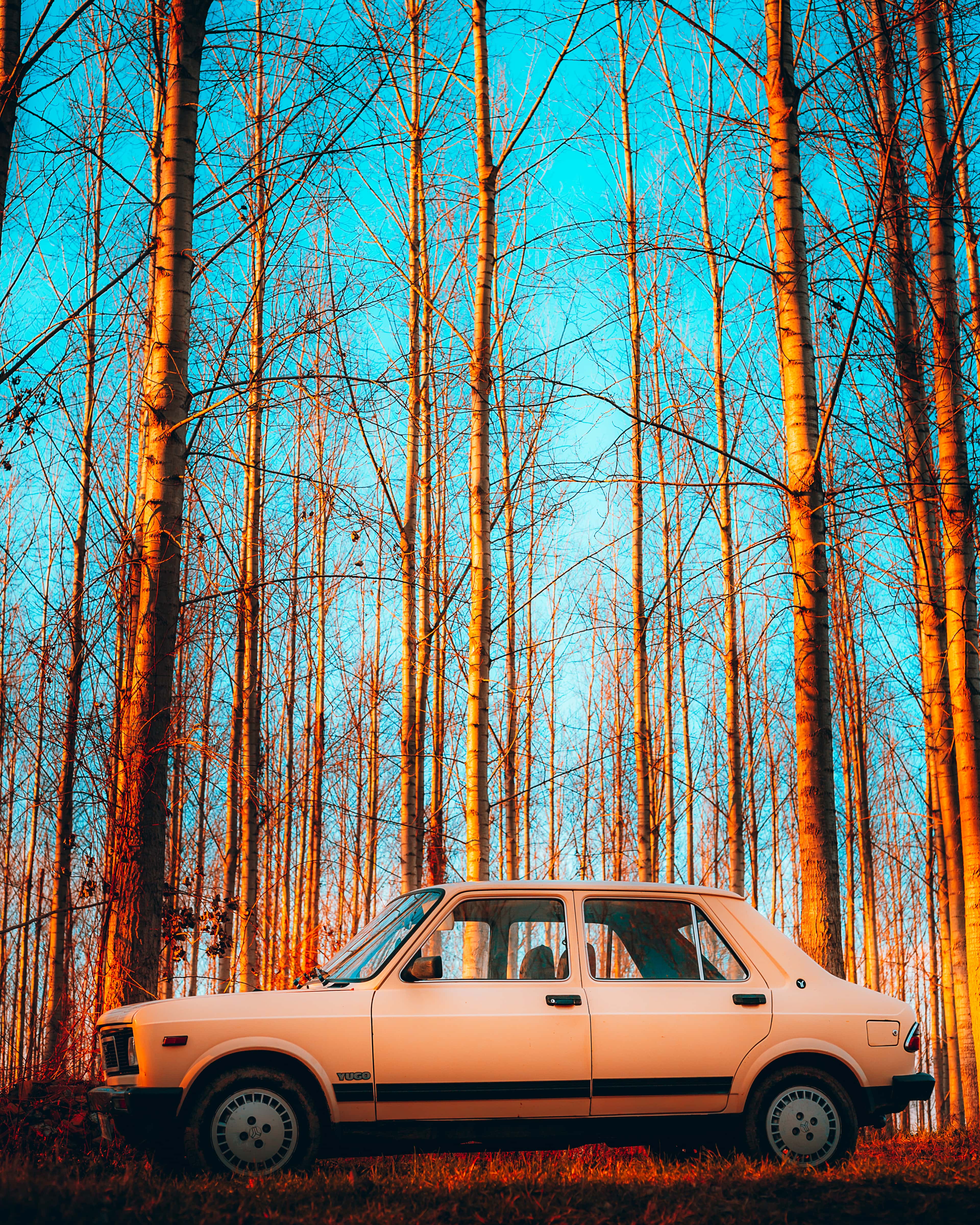 フリー写真画像 車 セルビア 懐かしさ 昔ながら 古い セダン 木 フォレスト 木材 ツリー