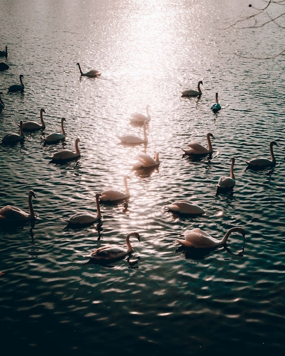 sunrays, sunset, swan, flock, reflection, horizon, water, bird, lake, nature