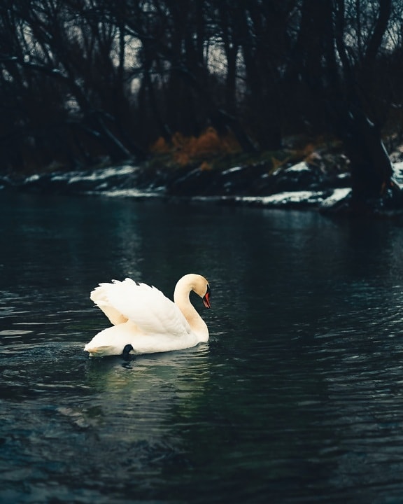 swimming, swan, cold water, snow, river, winter, lake, purity, bird, water