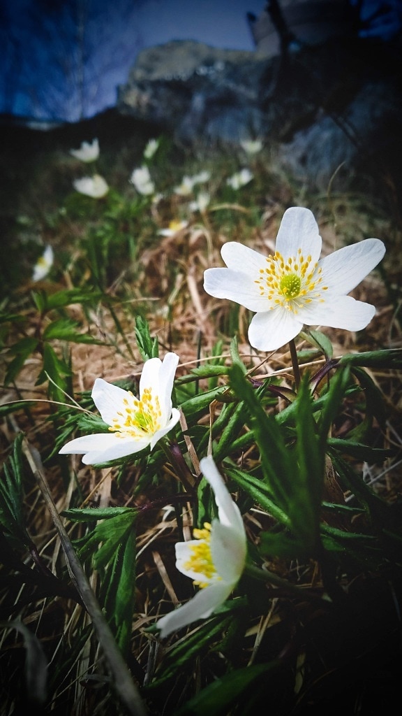 Wildblumen, weiße Blume, Stempel, aus nächster Nähe, falsche Rue anemone, Blüte, Natur, Wasserpflanze, Kraut, Blume