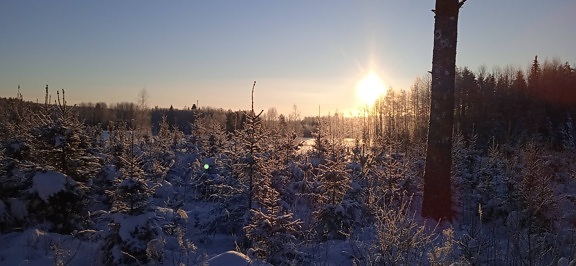 zima, zalazak sunca, sunčeva svjetlost, suncevi zraci, sjena, šuma, sunčev zrak, četinjača, Mraz, snijeg