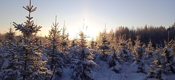 panorama, conifers, forest, winter, trees, snow, cold, tree, wood, frost