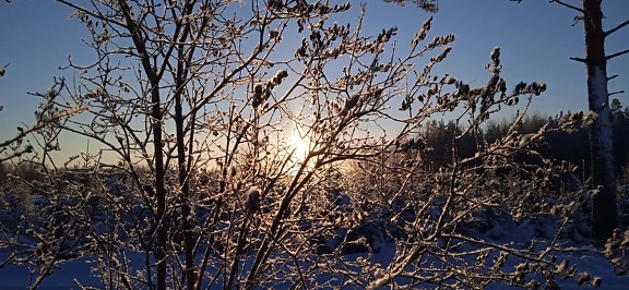 matahari terbit, musim dingin, bayangan, siluet, sinar matahari, cabang, cabang, pohon, kelelawar, alam