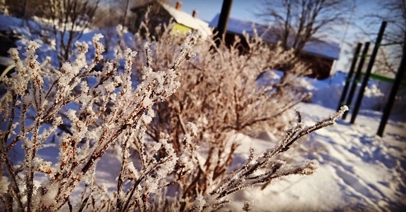 frost, branches, cold, branchlet, winter, snow, nature, tree, branch, outdoors